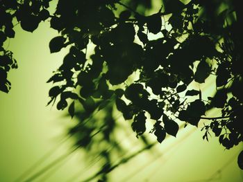 Close-up of tree branch