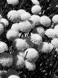 Close-up of plants