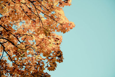 Low angle view of trees against clear sky