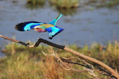 Blue bird flying over a tree