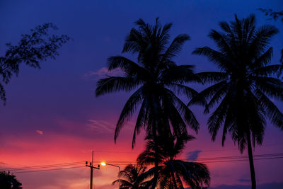 Tropical palm trees silhouette at sunset with red and blue sky