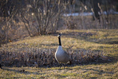 Canada goose standing and staring intently ahead during a sunny early spring morning