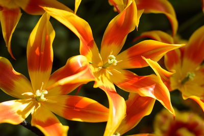 Close-up of day lily flowers