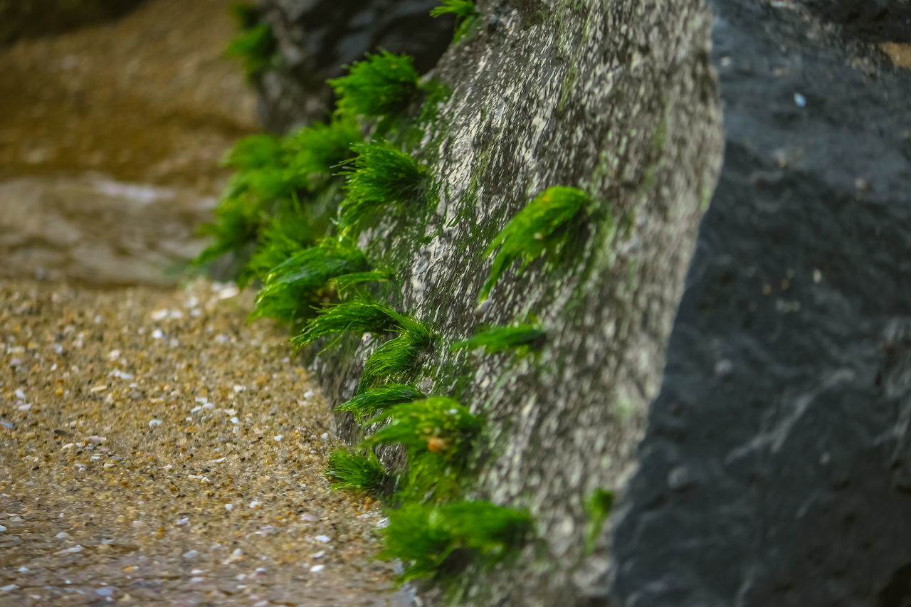 HIGH ANGLE VIEW OF MOSS ON ROCK