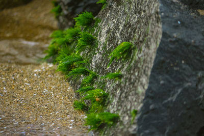 Close-up of moss on rock