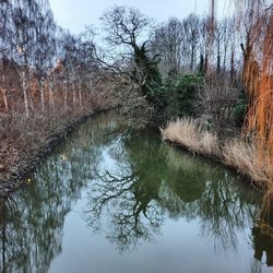 Reflection of trees in lake against sky