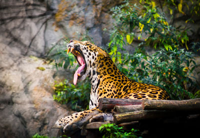 Leopard roaring while sitting in forest