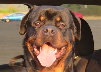 Close-up portrait of dog