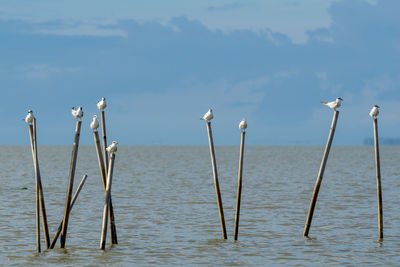 Birds perching on wooden post in sea against sky