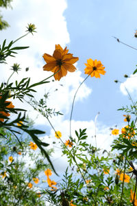 Low angle view of flowering plants against sky
