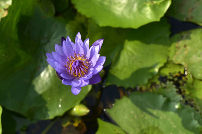 Close-up of purple lotus water lily in pond