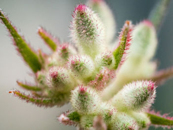 Close-up of flowers