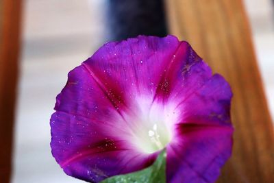 Close-up of purple water lily