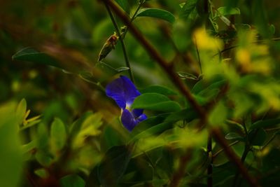 Close-up of purple flowering plant