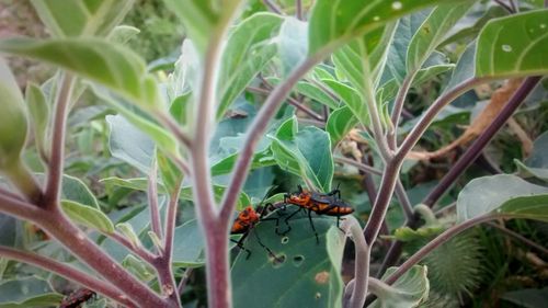 Close-up of ladybug on plant