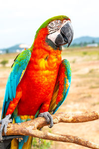 Close-up of parrot perching on branch