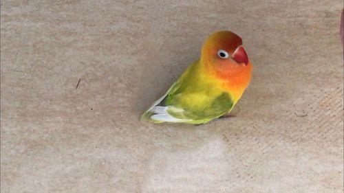 High angle view of parrot