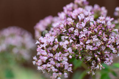 Oregano plant. macro shot, close-up, field lilac fragrant flowers. organic. copy space.