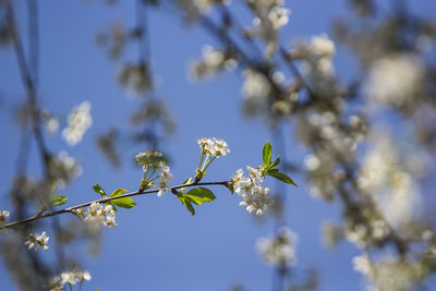 Close-up of cherry blossom against blue sky