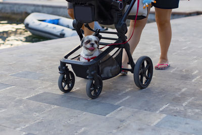 Low section of man with dog