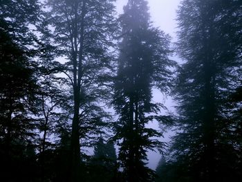 Low angle view of trees in forest