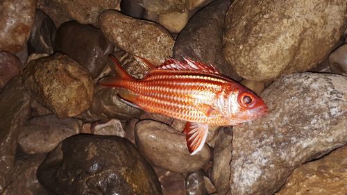 Fish swimming in sea