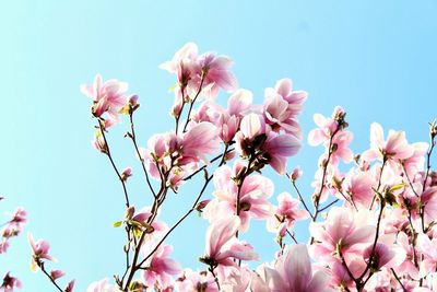 Low angle view of pink flowers blooming against sky