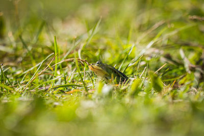 A beautiful common green water frog enjoying sunbathing in a natural habitat at the forest pond. 