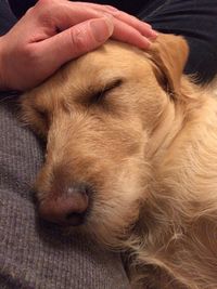 Close-up of hand with dog