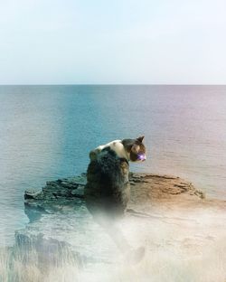 Dog sitting by sea against clear sky