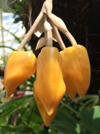 Close-up of yellow flower