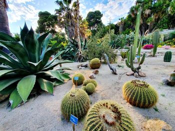 Cactus growing on field against sky