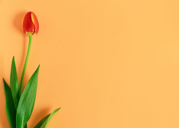 Close-up of orange flowering plant