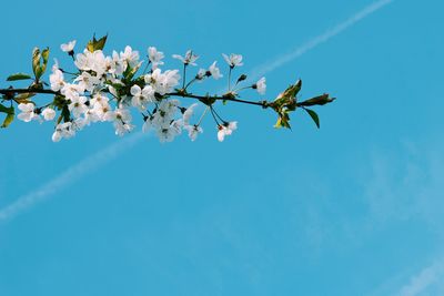 Low angle view of bird on branch against blue sky