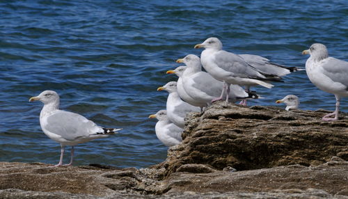 Seagulls perching on rock in sea