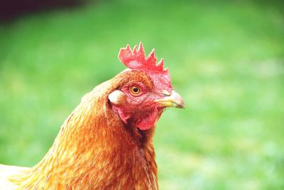 Close-up of rooster