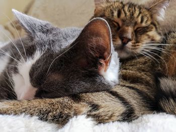 Close-up of cat sleeping