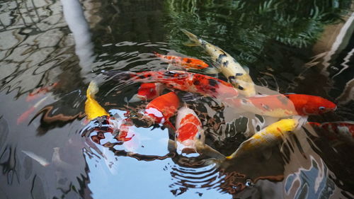 High angle view of koi carps swimming in lake