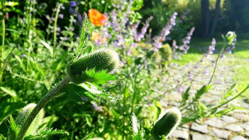 Close-up of flowering plant