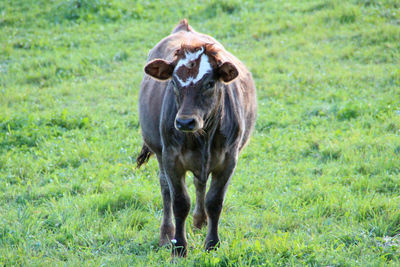 Young bull standing on grassy field