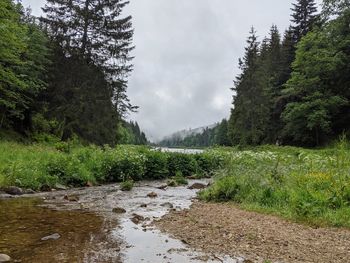 Scenic view of river amidst trees against sky