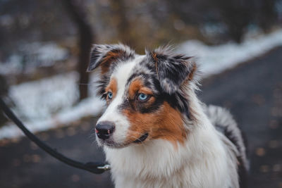 Close-up of the spotted head of the young queen of the australian shepherd breed