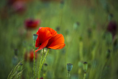 Close-up of poppy blooming on field