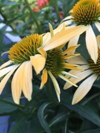 Close-up of yellow flower