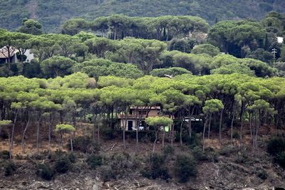 Trees in forest