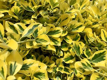 Full frame shot of yellow leaves