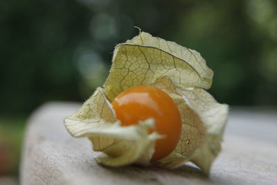 Close-up of apple on leaf
