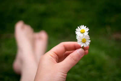 Low section of woman holding white flowers