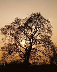 Silhouette of bare trees on field against sky at sunset