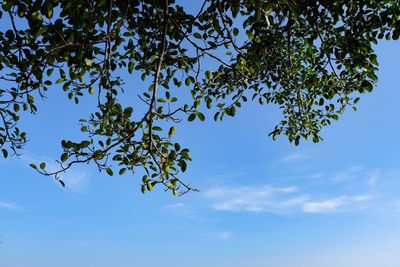 Low angle view of tree against sky